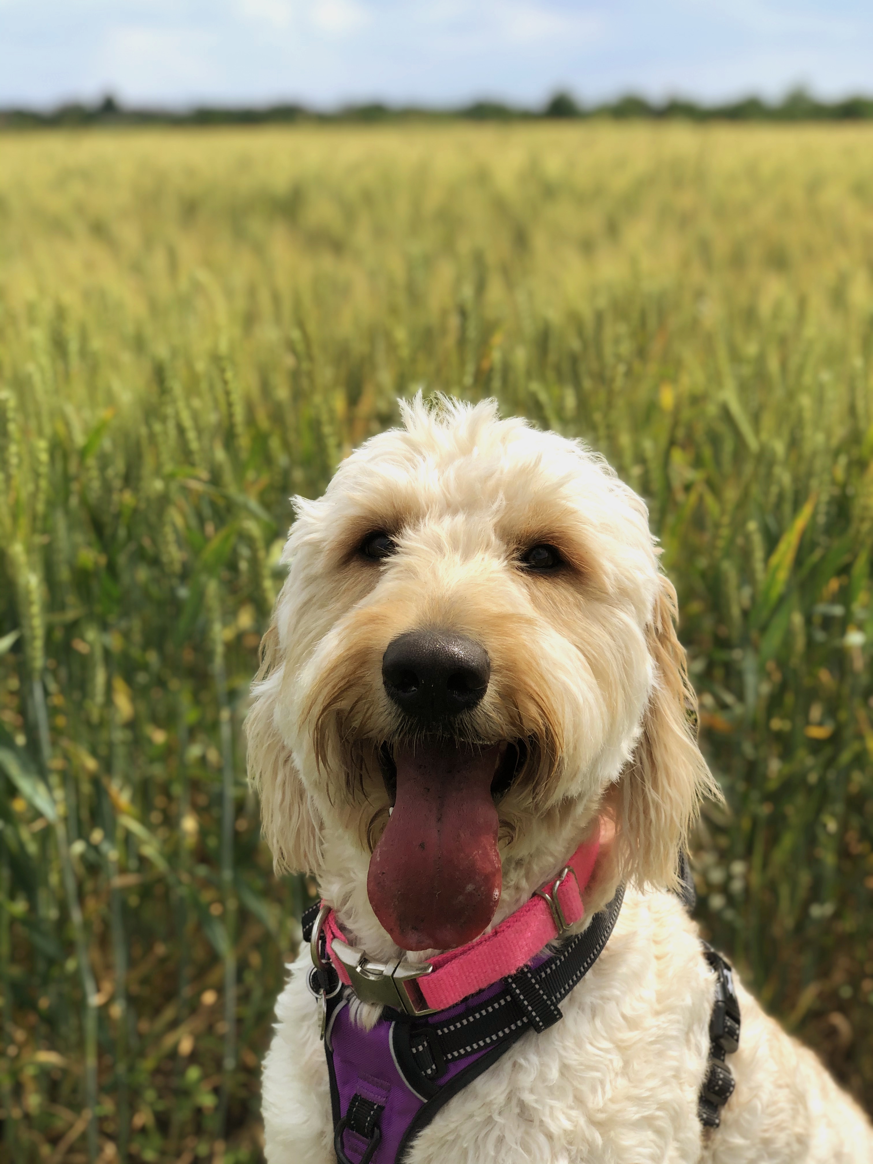 A happy dog with a pink harness in a field of tall grass.