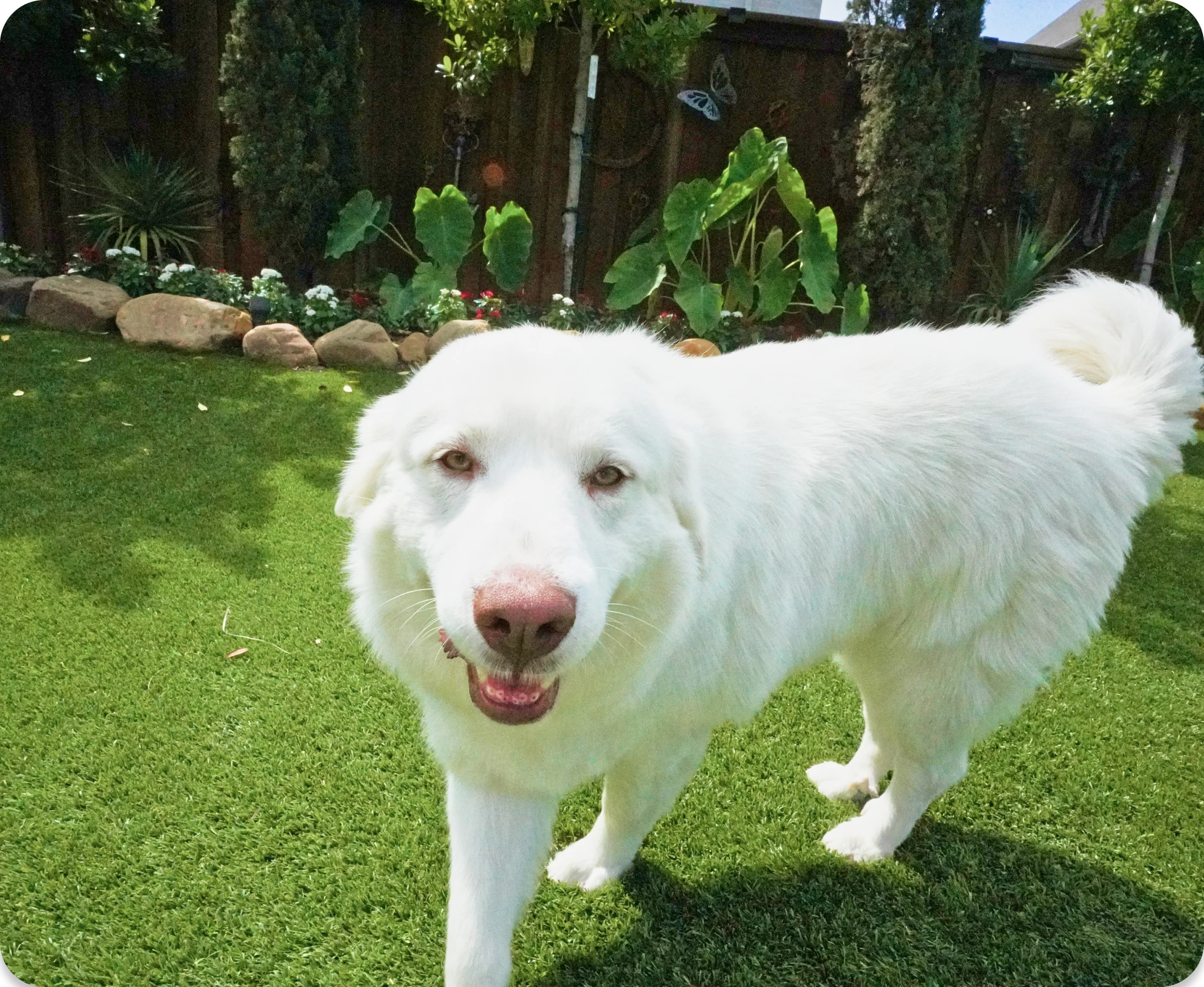 White dog standing on green grass in a garden.