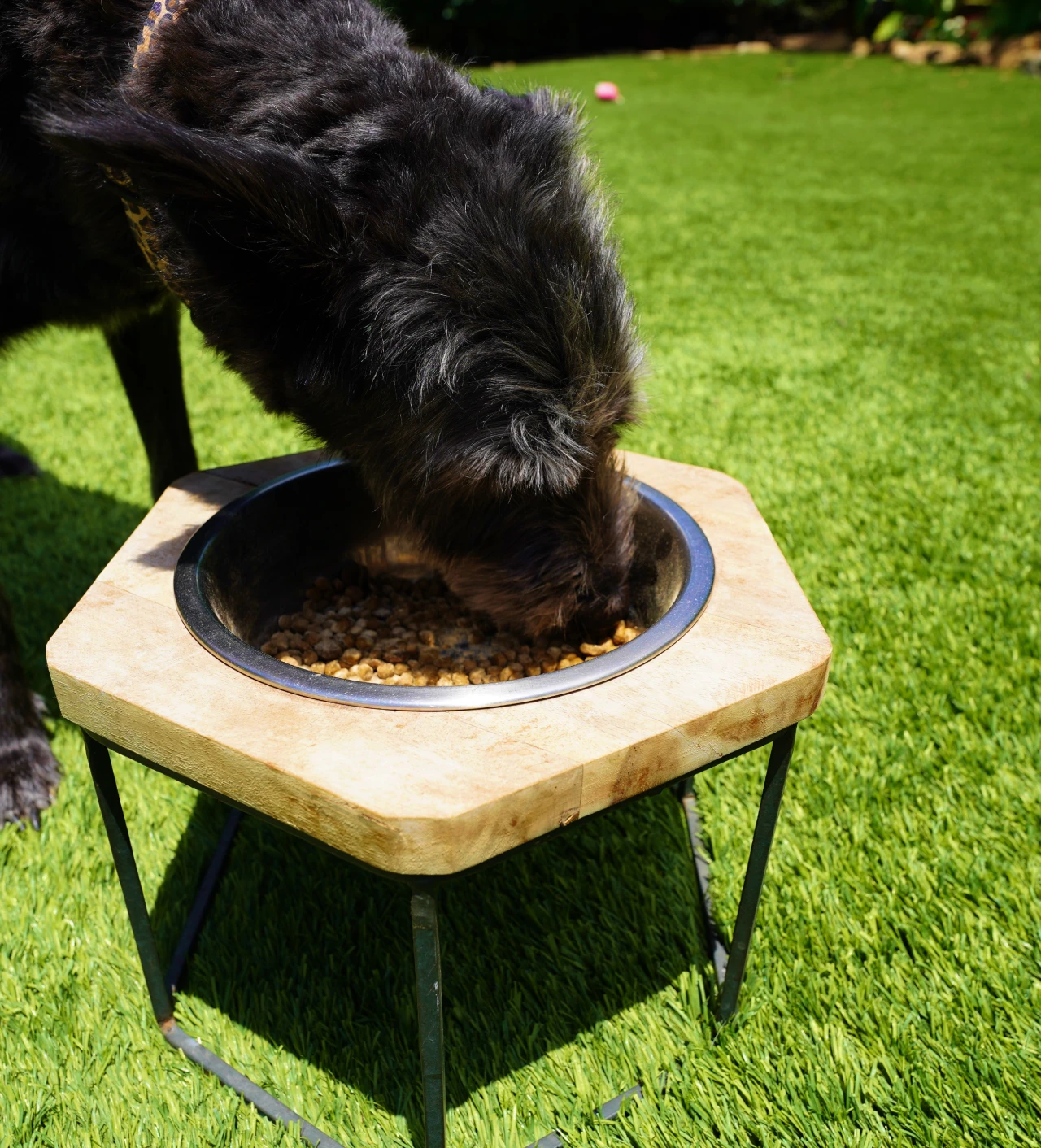 Black dog eating from a raised bowl on green grass.