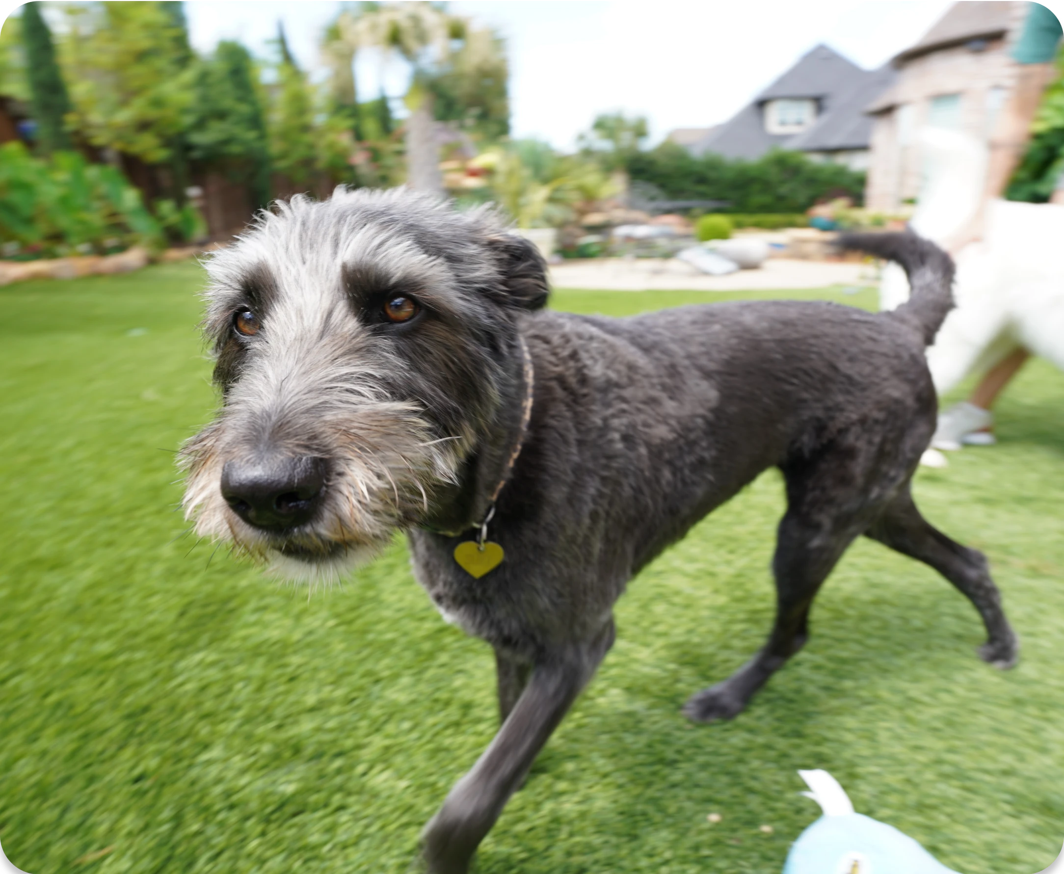 A large, shaggy dog walking on grass in a backyard.