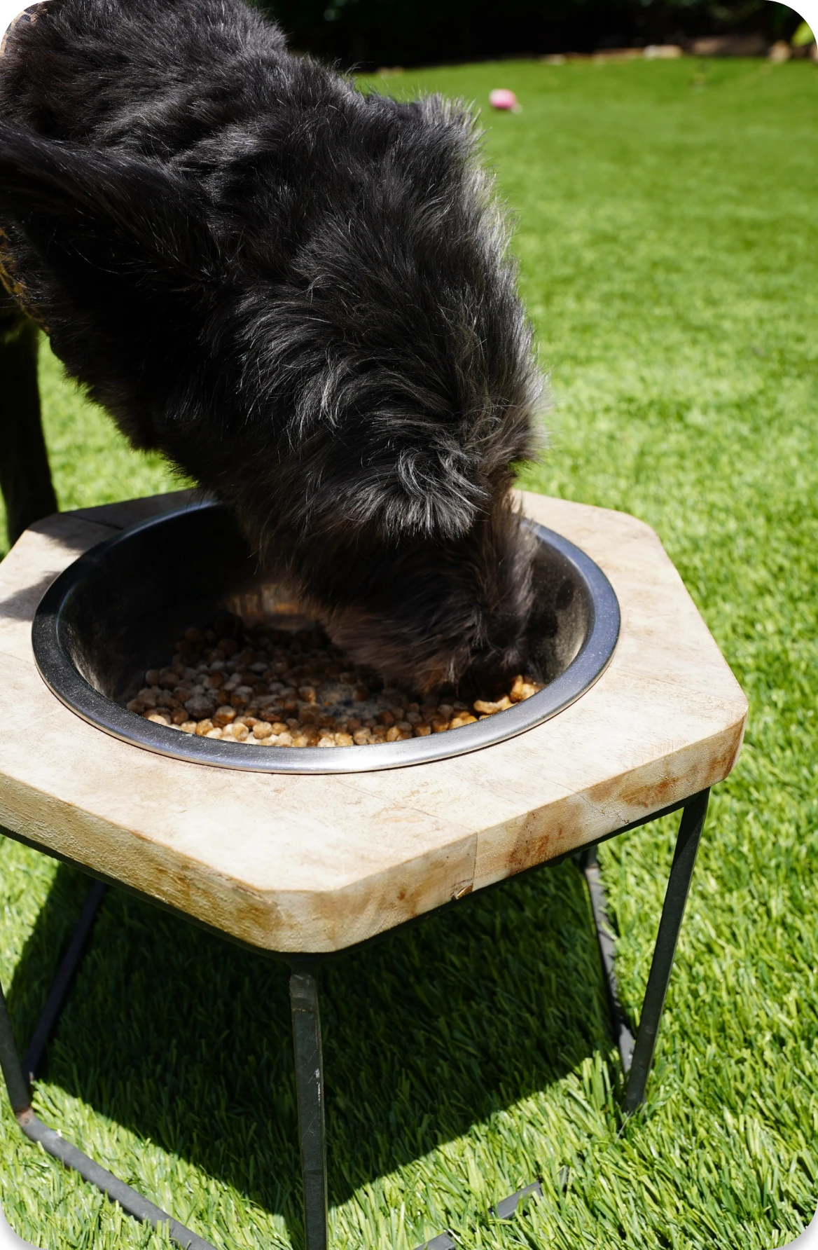 Dog eating from a raised bowl on a grassy lawn.