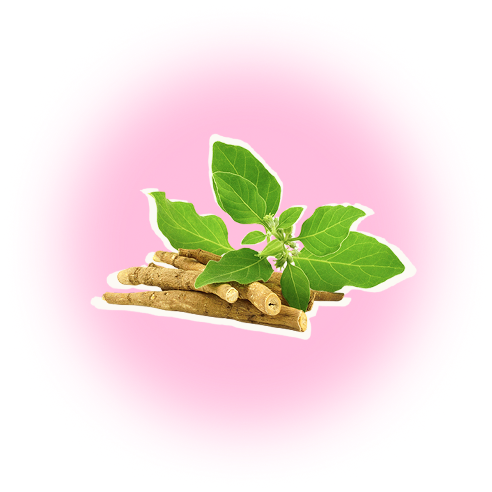 Green leaves and roots on pink background.