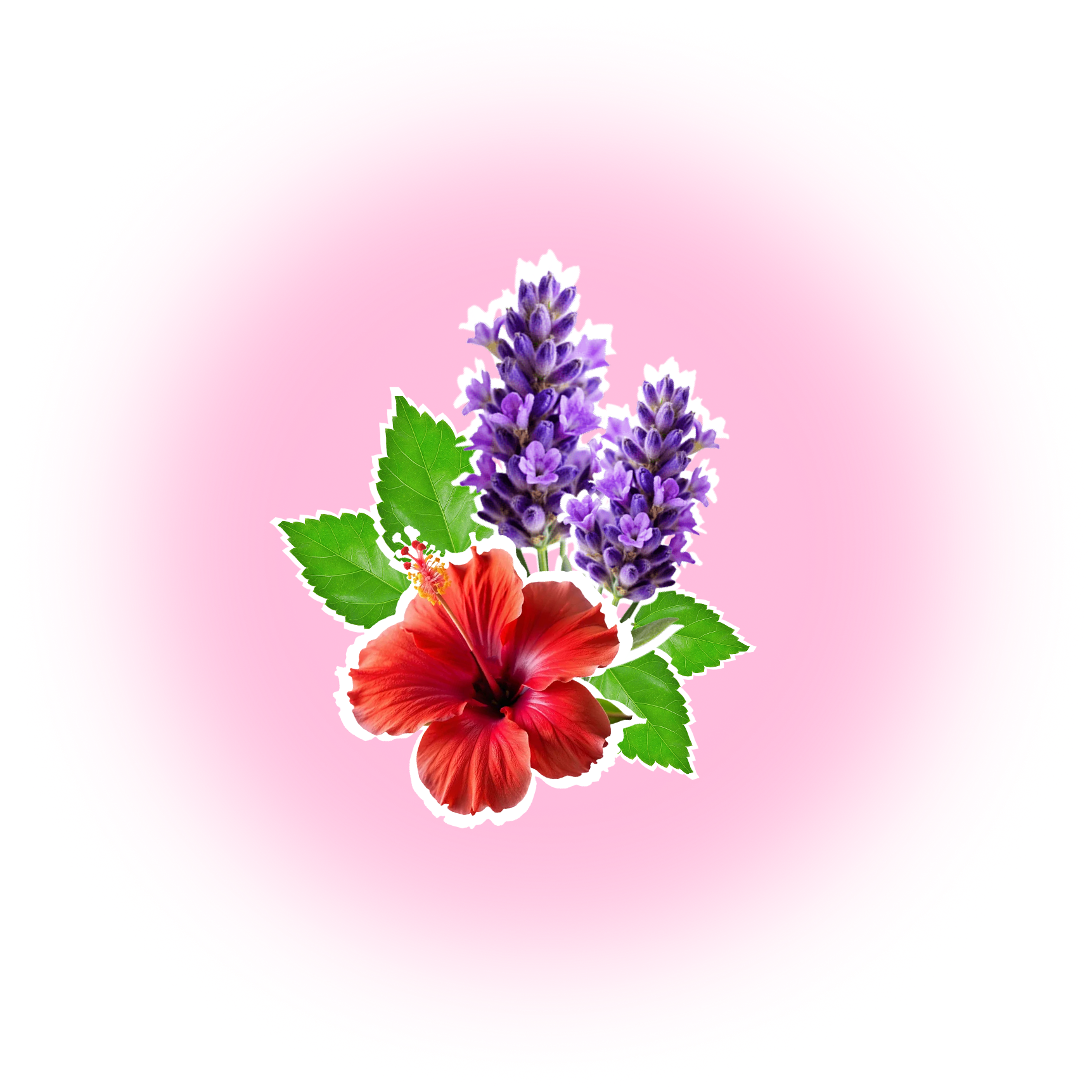 Red hibiscus and purple flowers on a pink gradient background.