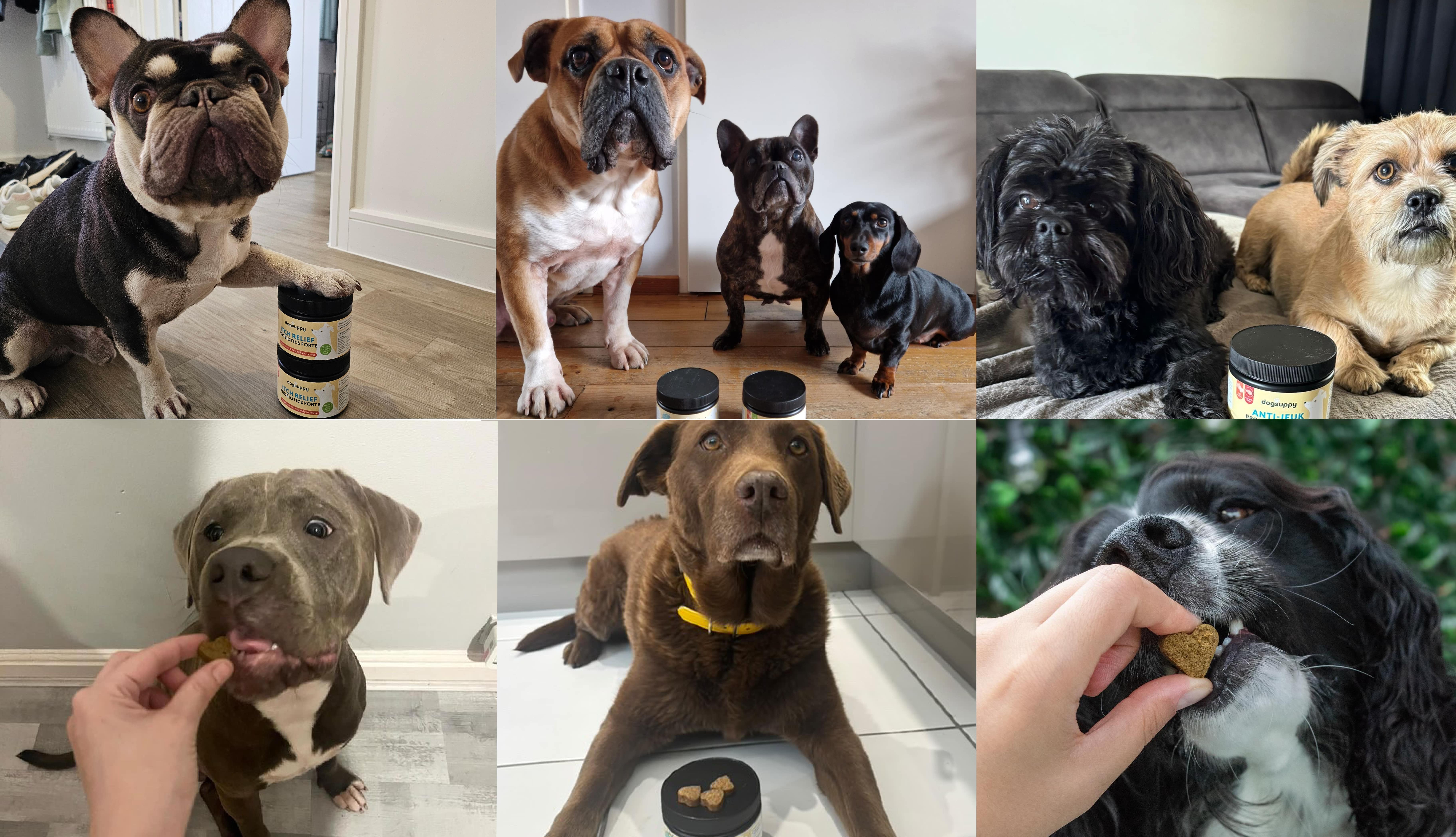 Cani felici con DogSuppy Sollievo Prurito