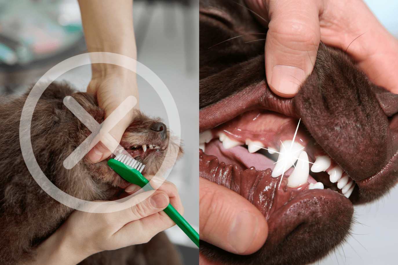 Dental Bright DogSuppy - soluzione naturale per denti puliti