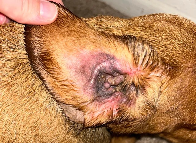 Orecchio infiammato di cane - Sollievo Prurito DogSuppy