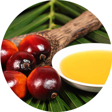 Palm oil and red palm fruit on a green leaf.