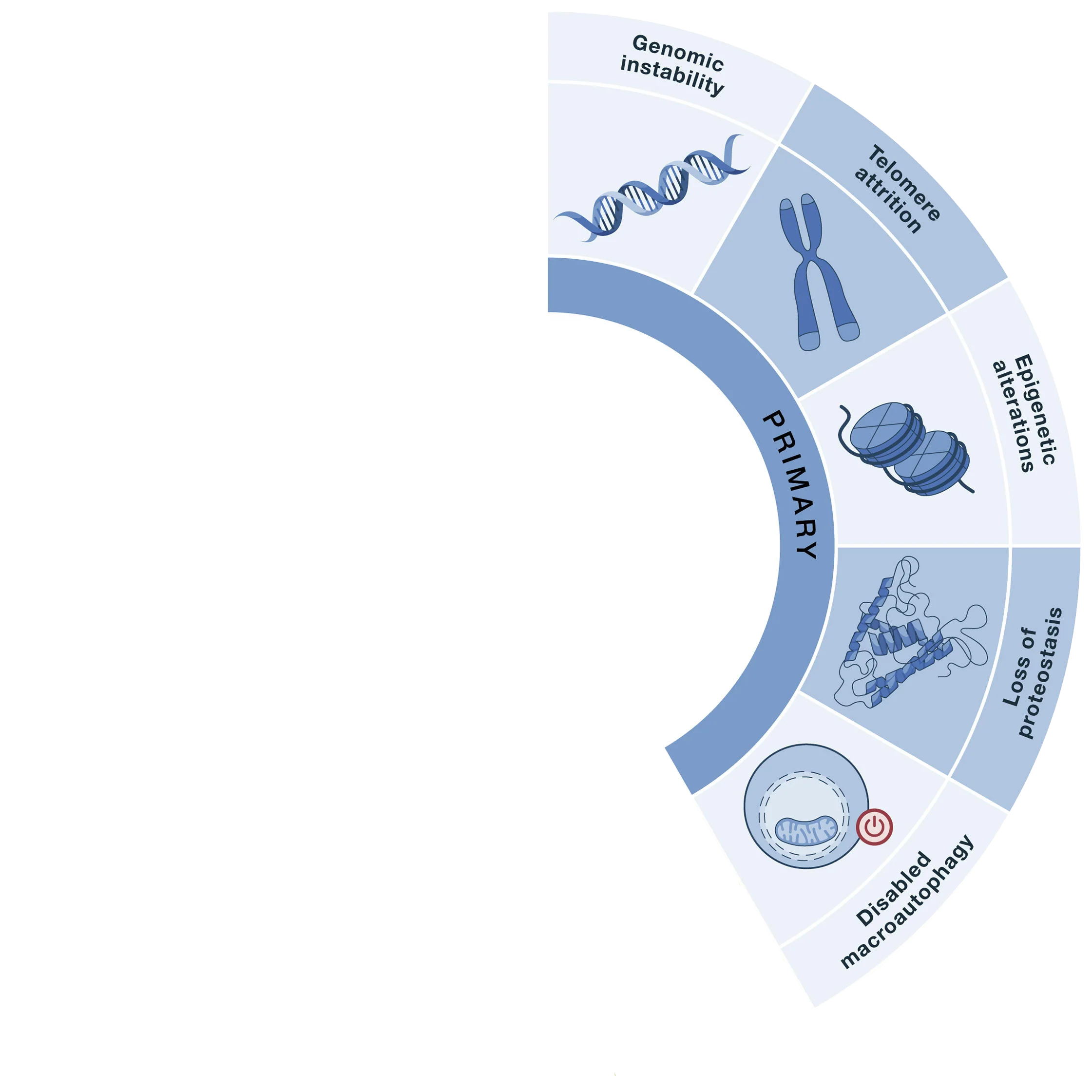 Diagram illustrating primary hallmarks of aging, including genomic instability and telomere attrition.