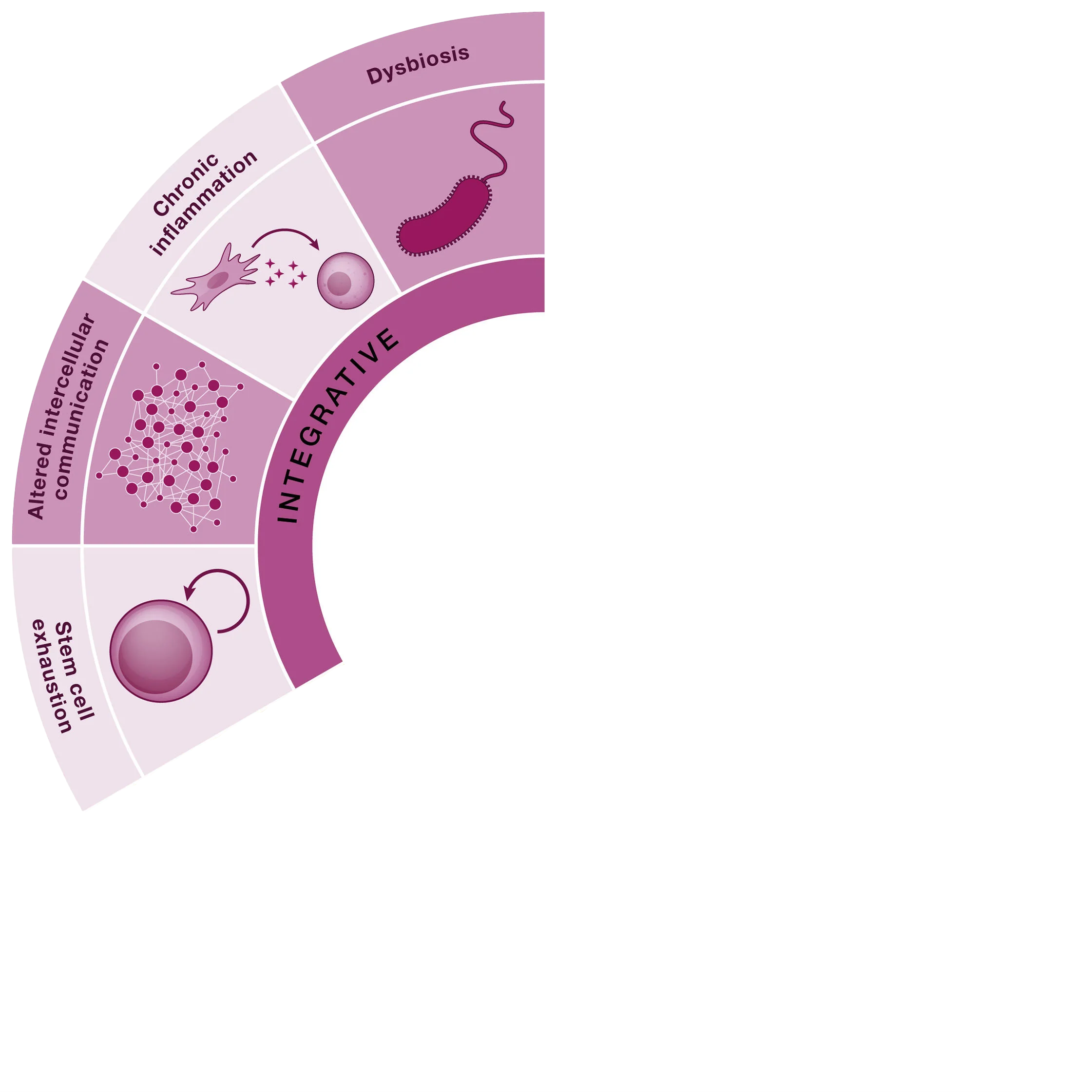 Diagram illustrating integrative health factors: dysbiosis, chronic inflammation, altered communication, stem cell exhaustion.