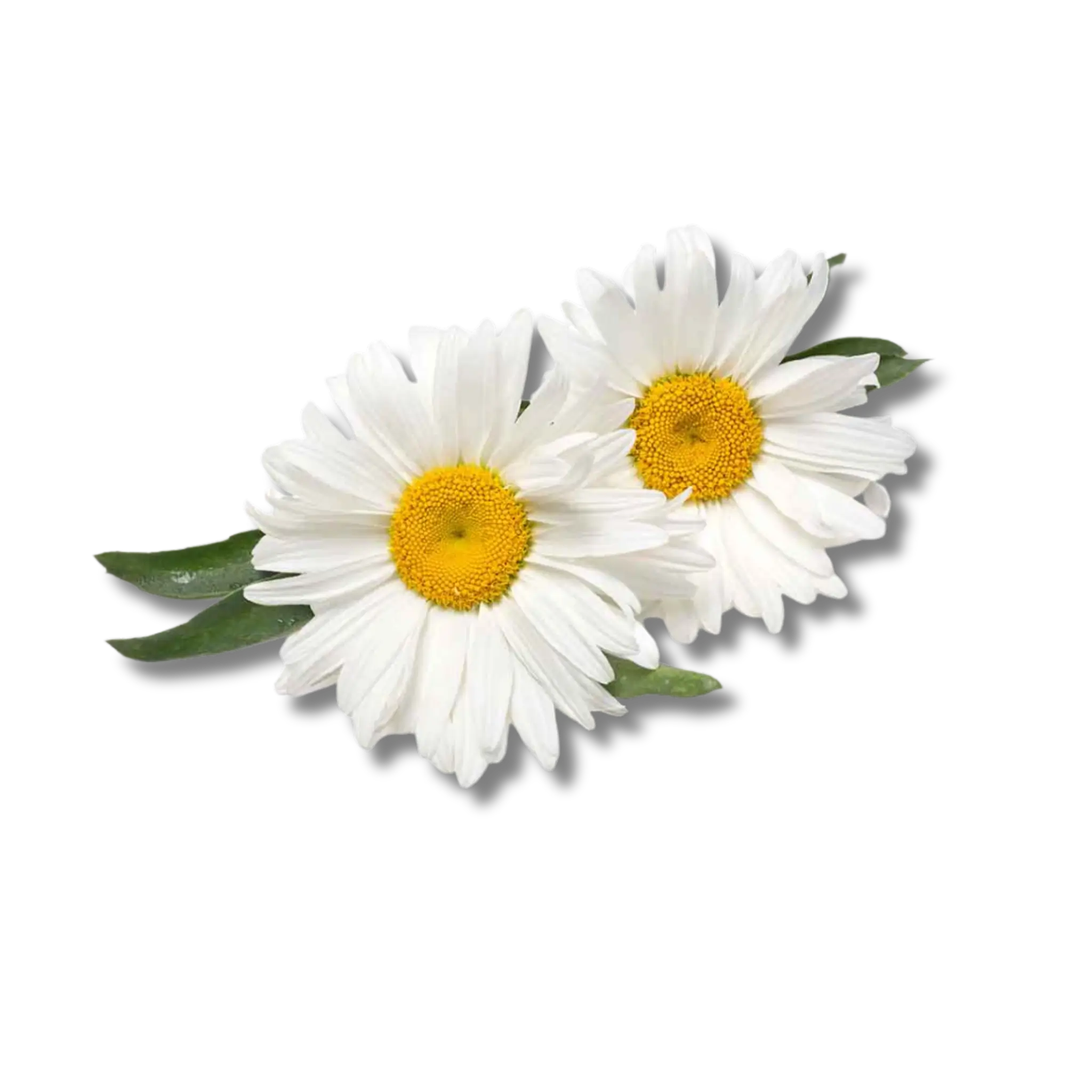 Two white daisies with yellow centers on a green background.