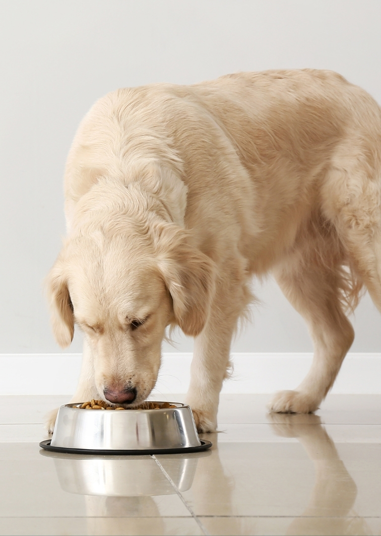 Golden retriever eating from a metal bowl on a tiled floor.
