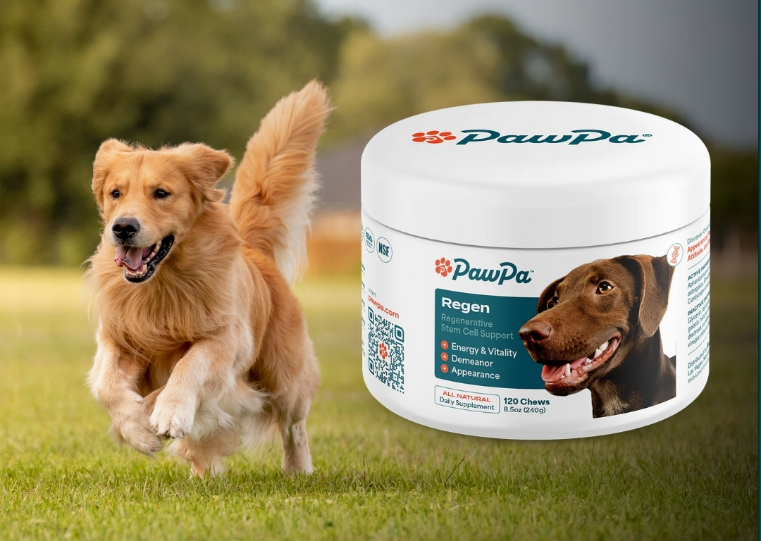 Golden retriever running beside a PawPa dog supplement container.