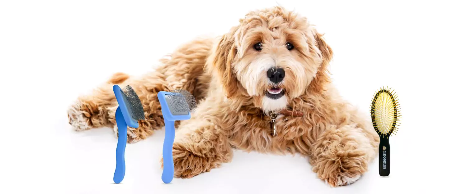 A fluffy dog with two grooming brushes on a white background.