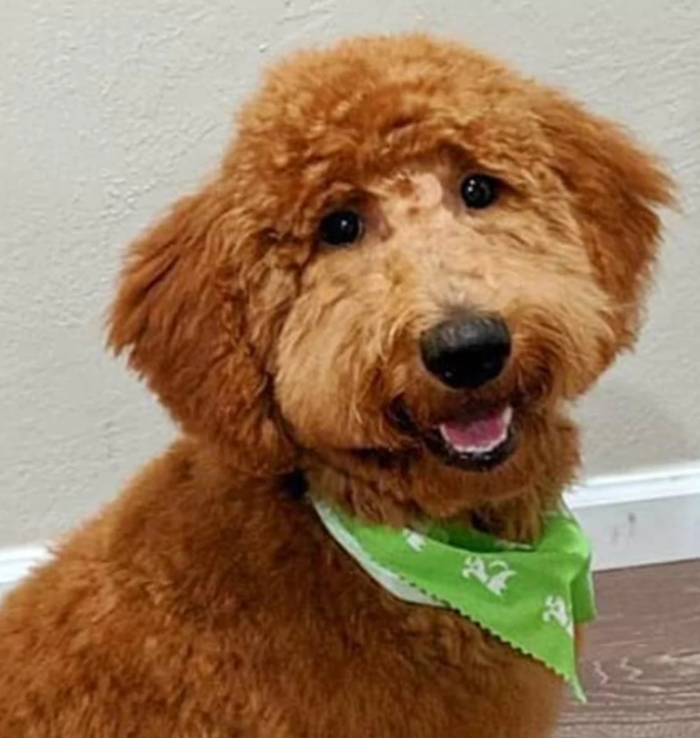Fluffy brown dog with a green bandana smiling at the camera.