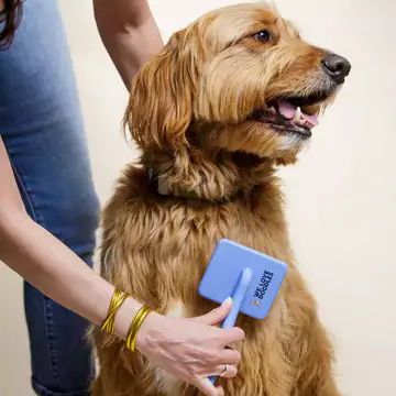 Person grooming a dog with a blue brush.