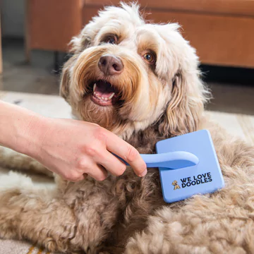 Person brushing a cheerful doodle dog with a blue pet brush.