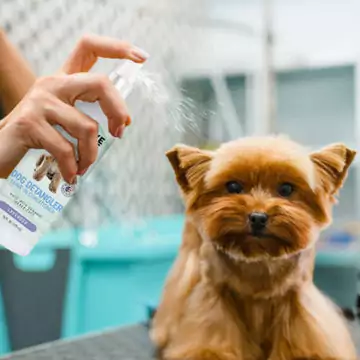 A small dog being sprayed with a detangling solution during grooming.