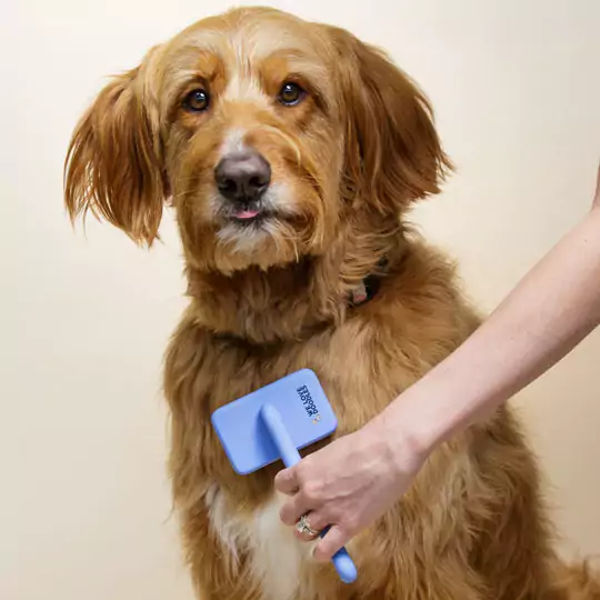 A brown dog being brushed with a blue grooming tool.