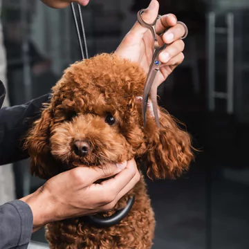 A groomer trims a brown poodle's fur with scissors.