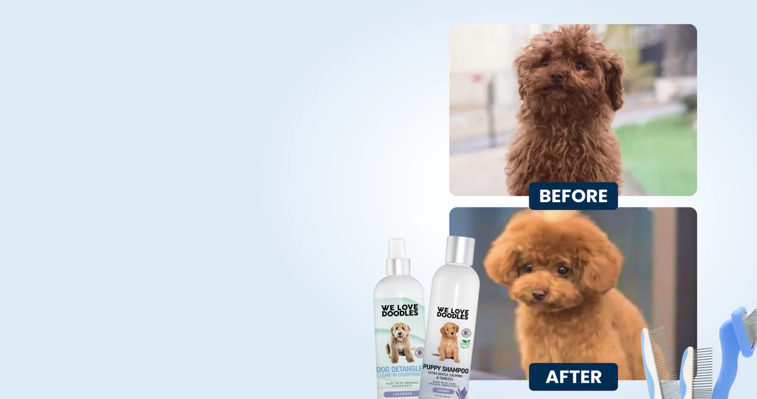 Before and after images of a groomed brown dog with shampoo bottles.