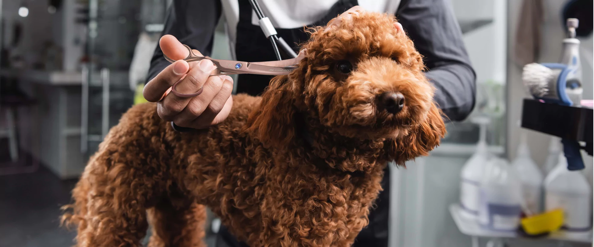 Brown poodle being groomed with scissors by a person.