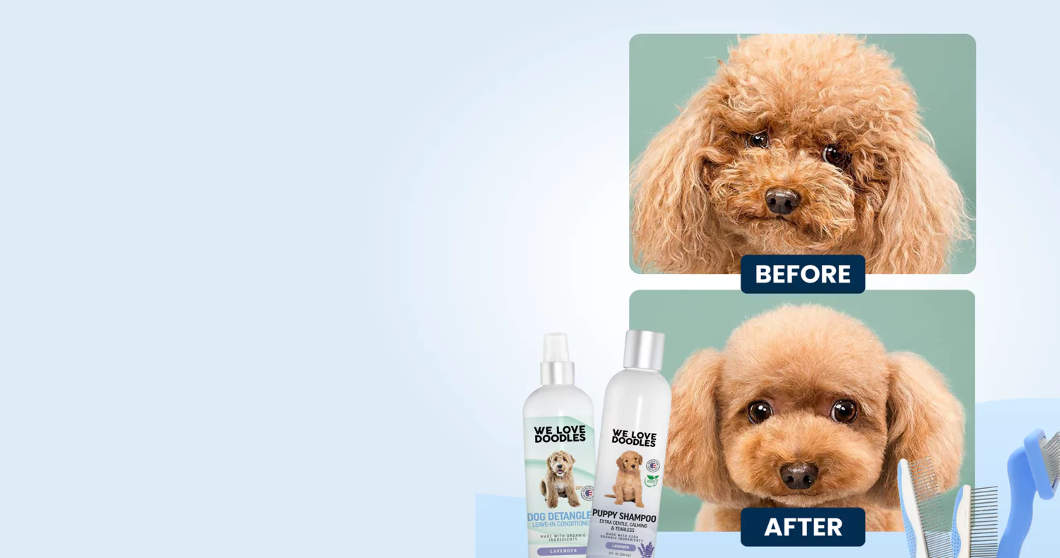 Before and after grooming images of a poodle with shampoo bottles.