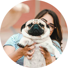 A person holding a pug upright, background is softly blurred.