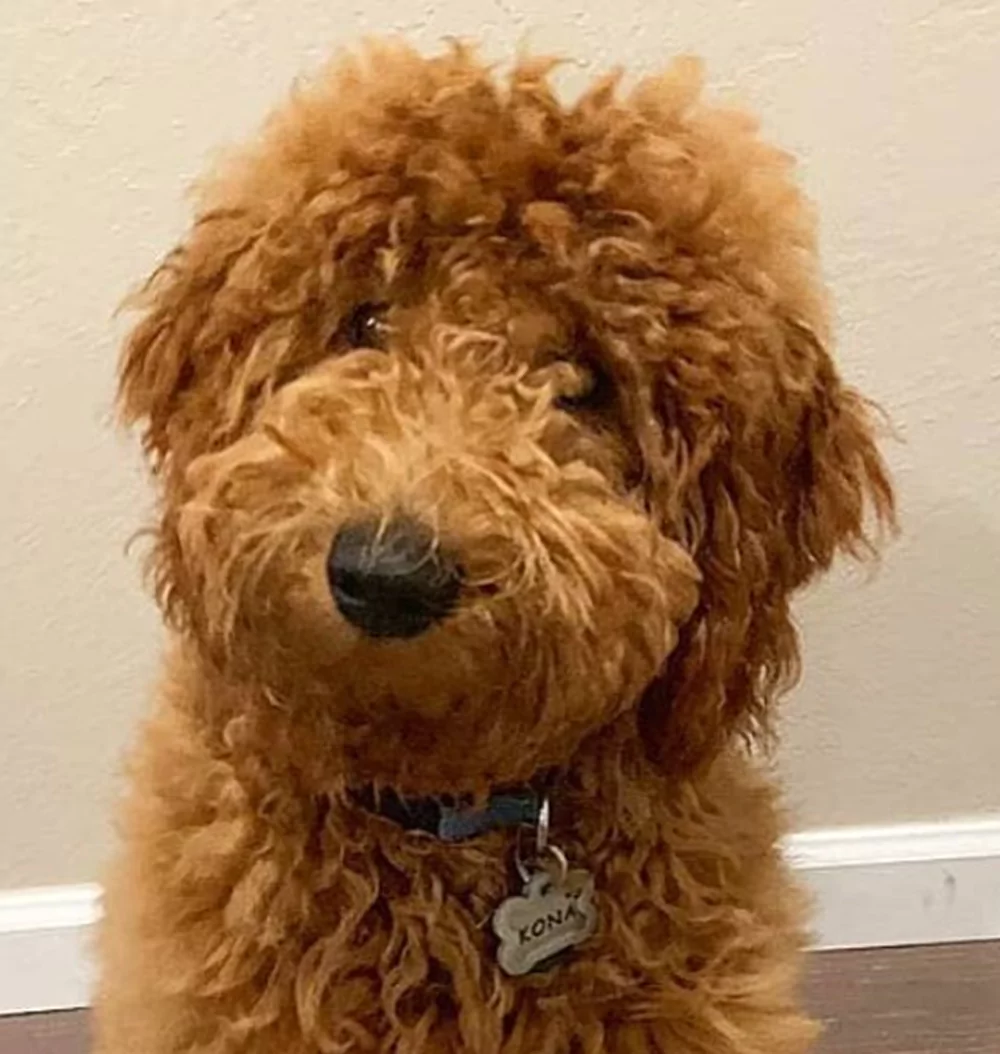 Fluffy brown dog with a tag sitting indoors.