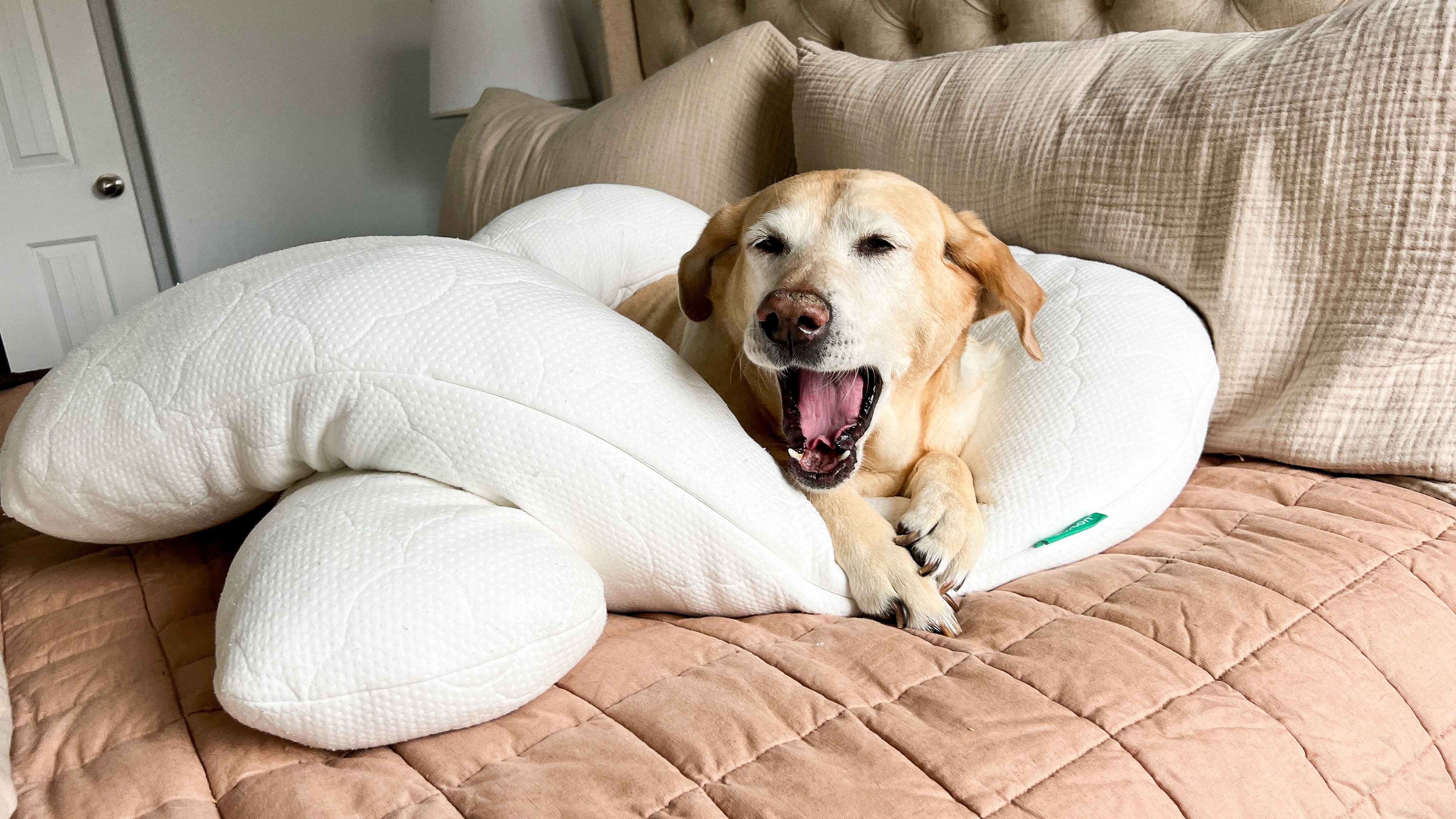 Dog yawning while resting on The Newton Pillow