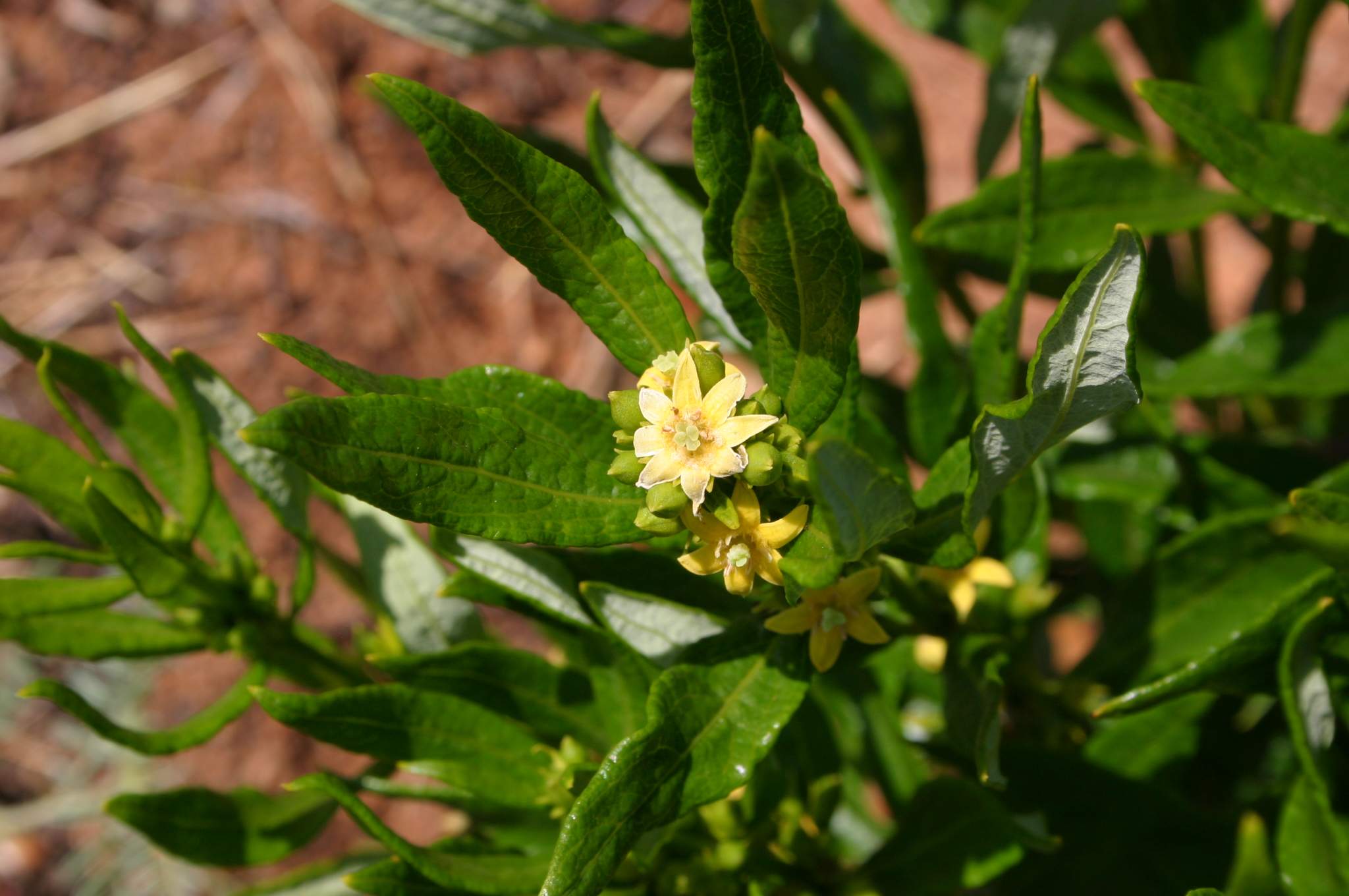 Close-up of a green plant with small yellow flowers.