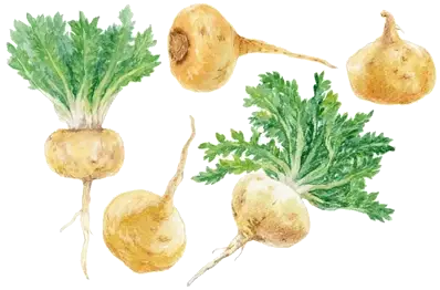 A watercolor illustration of five Maca roots with their green leafy tops against a green background.