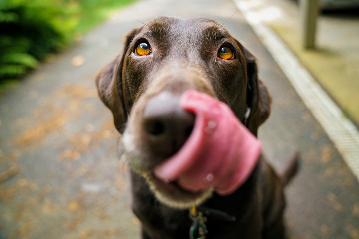 Dog chewing at home