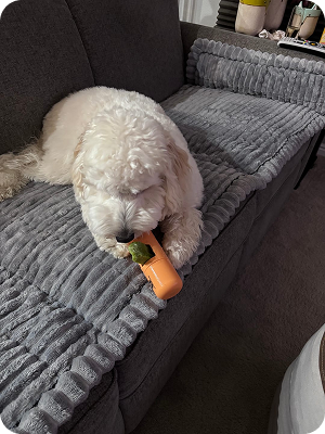 A fluffy white dog lies on a grey couch chewing on an orange toy.