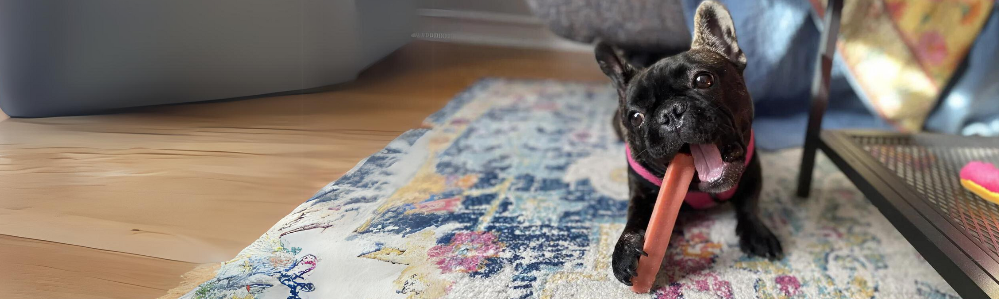 Black dog chewing a toy on a colorful rug indoors.