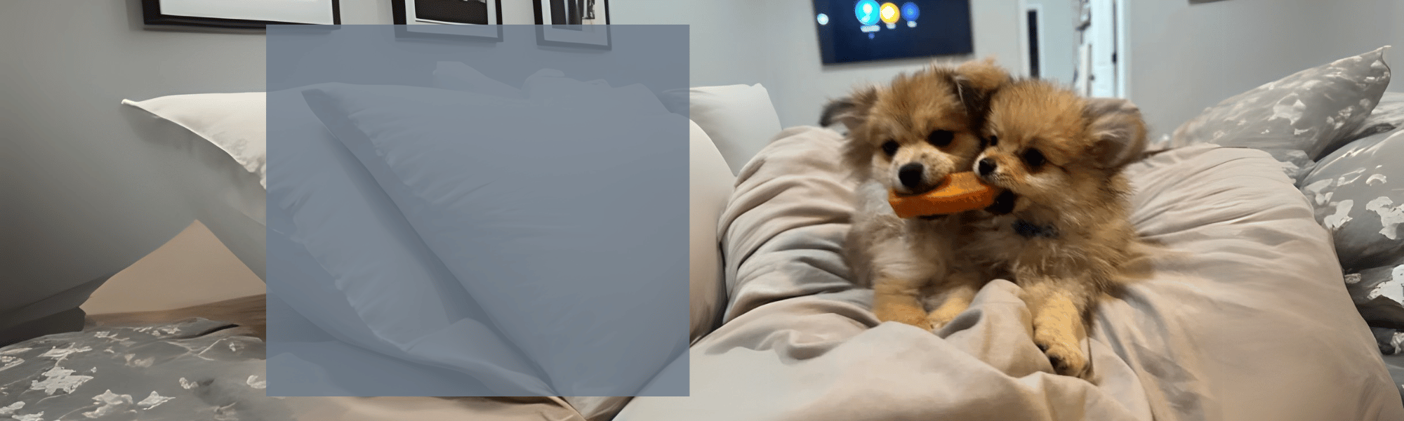 Two small fluffy dogs on a bed, one holding a toy.