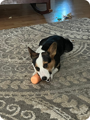 A black, white, and tan dog lies on a gray patterned rug chewing an orange toy.
