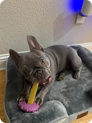 A grey French bulldog puppy lies in a dog bed, chewing on a yellow and purple toy.