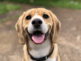 Happy dog showing clean teeth