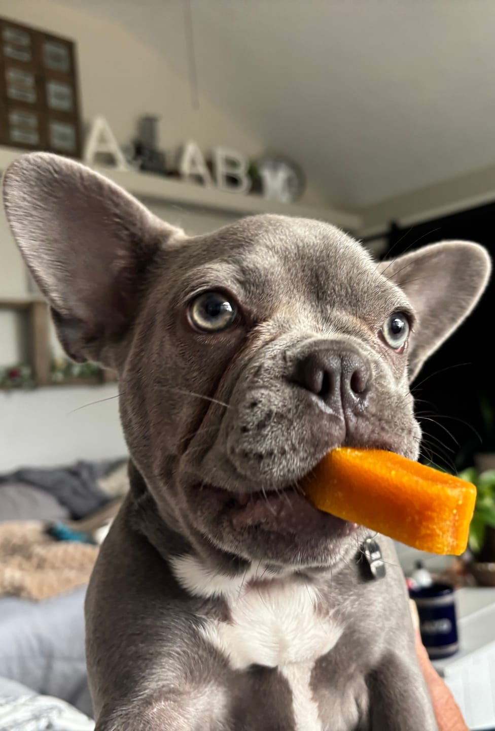 A small dog with a carrot stick in its mouth.