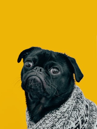 Alert dog