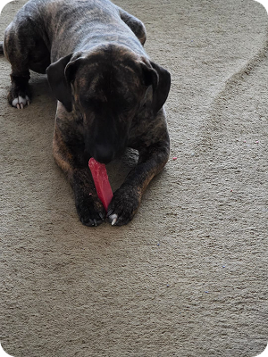 A brindle dog lies on a tan carpet, chewing a red toy held between its paws.