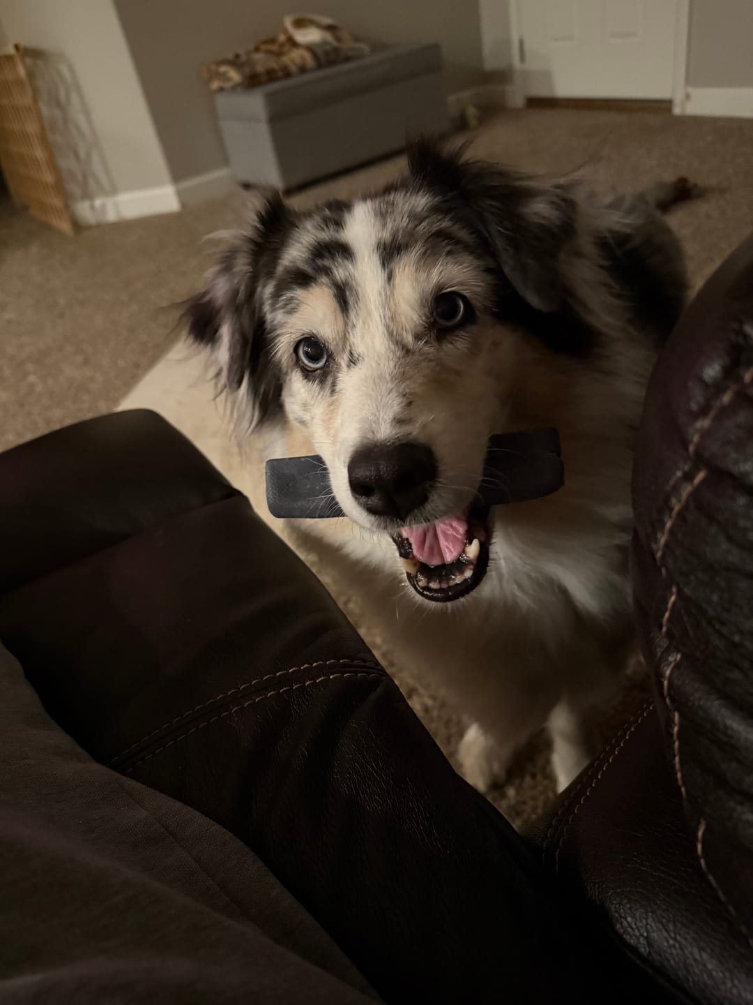 Dog holding a chew toy in its mouth indoors.