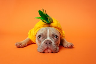 Dog with gentle expression