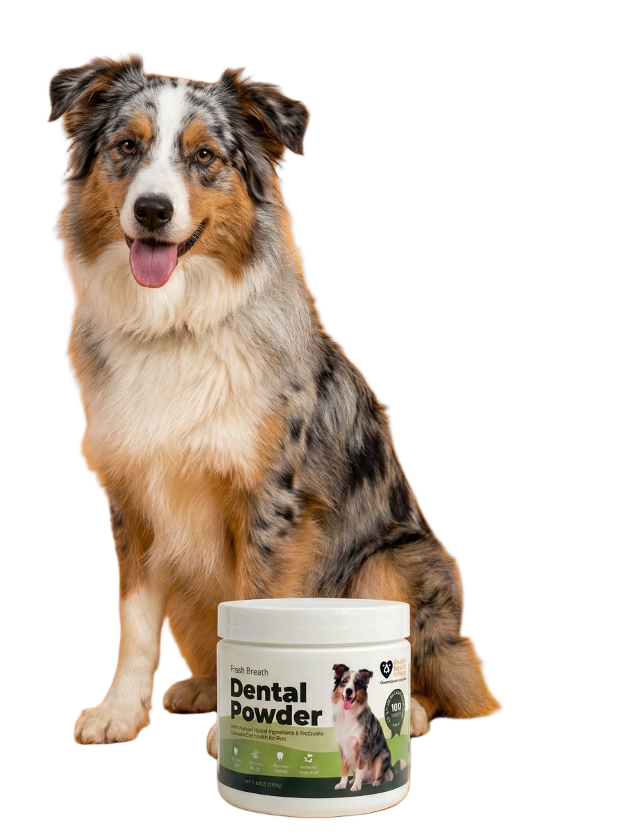 An Australian Shepherd dog sits behind a white jar of dental powder against a white background.