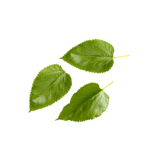 Three vibrant green leaves with serrated edges are scattered against a stark white background.