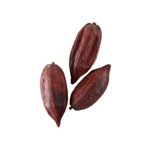 Three whole, dried, dark brown cacao pods on a white background.