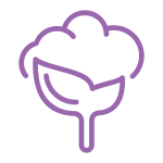 Purple outline of a cotton plant with a leaf.