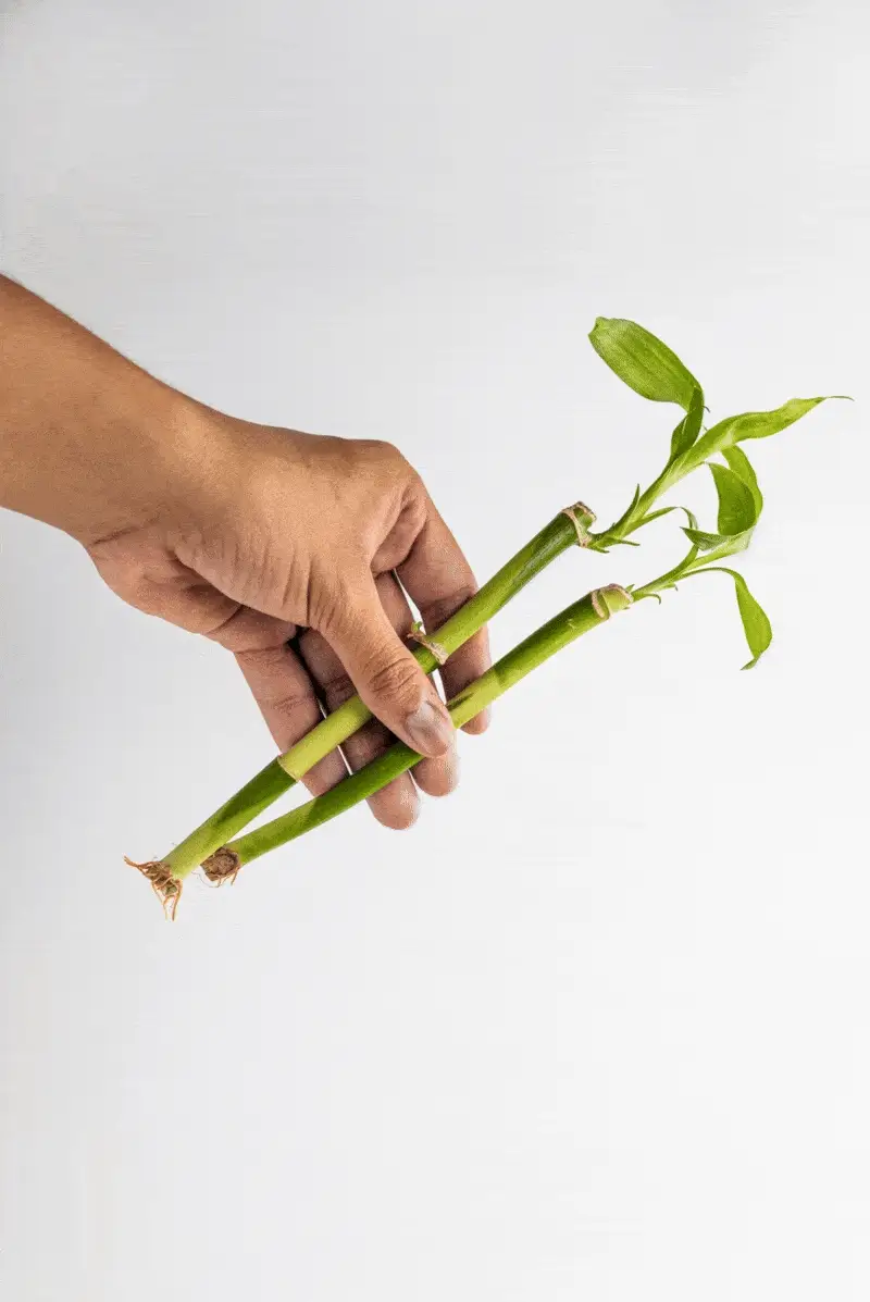 A hand holding two lucky bamboo cuttings with roots and new leaves against a white background.