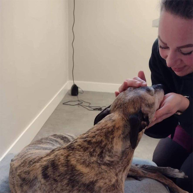 Person gently petting a brindle dog in a room.