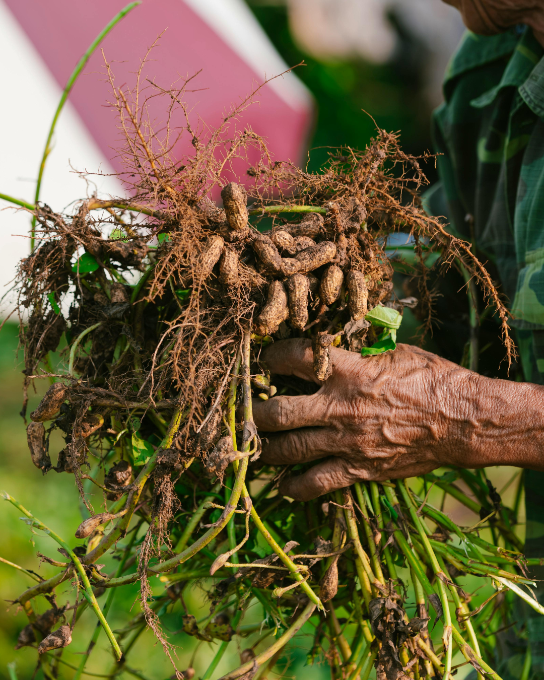 Person holding freshly harvested peanuts with roots.